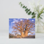 Afrika, Botswana, Okavango Delta. Baobab Briefkaart (Staand voorkant)