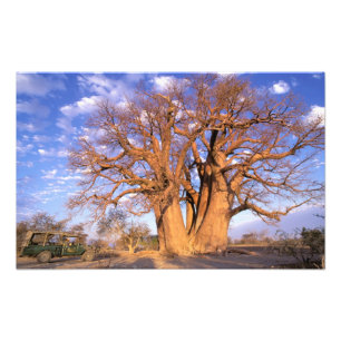 Afrika, Botswana, Okavango Delta. Baobab Foto Afdruk