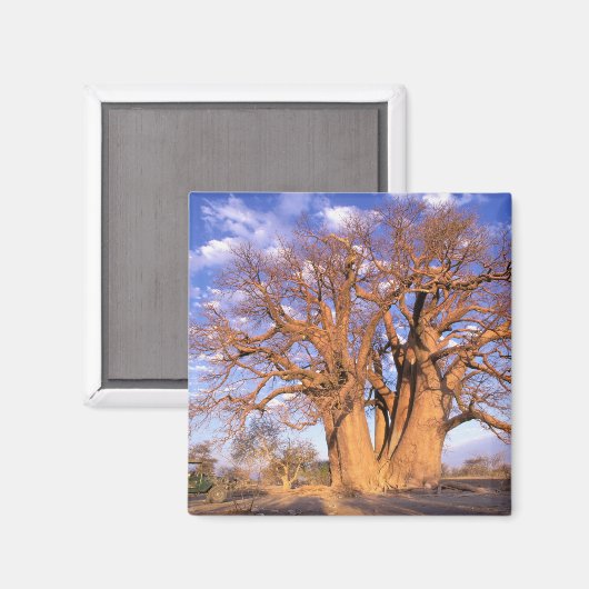 Afrika, Botswana, Okavango Delta. Baobab Magneet (Voorkant / Achterkant)