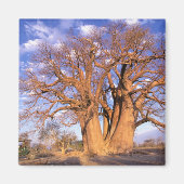 Afrika, Botswana, Okavango Delta. Baobab Magneet (Voorkant)