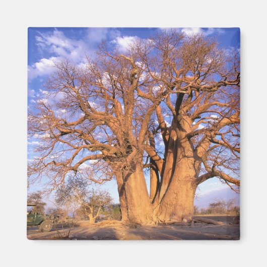 Afrika, Botswana, Okavango Delta. Baobab Magneet (Voorkant)