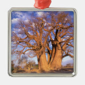 Afrika, Botswana, Okavango Delta. Baobab Metalen Ornament (Voorkant)