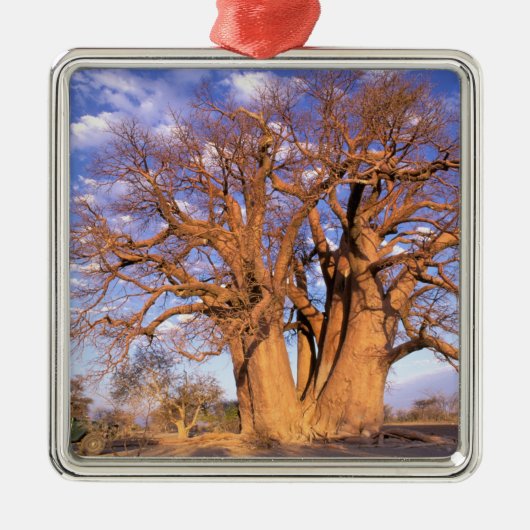Afrika, Botswana, Okavango Delta. Baobab Metalen Ornament (Voorkant)