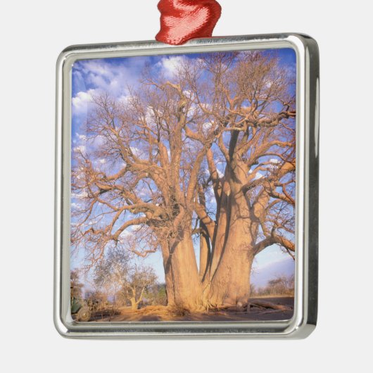 Afrika, Botswana, Okavango Delta. Baobab Metalen Ornament (Links)