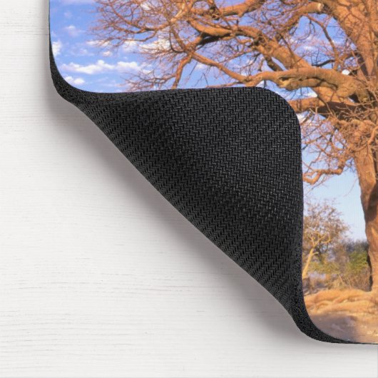 Afrika, Botswana, Okavango Delta. Baobab Muismat (Hoek)