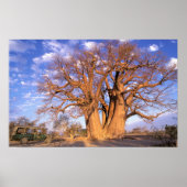 Afrika, Botswana, Okavango Delta. Baobab Poster (Voorkant)