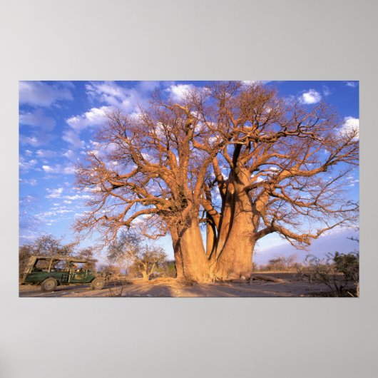 Afrika, Botswana, Okavango Delta. Baobab Poster (Voorkant)