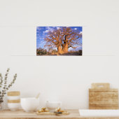 Afrika, Botswana, Okavango Delta. Baobab Poster (Keuken)