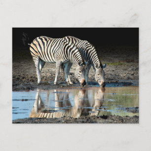 Afrika, Botswana, Okavango Delta, Davison Camp Briefkaart