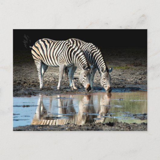 Afrika, Botswana, Okavango Delta, Davison Camp Briefkaart (Voorkant)