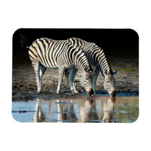 Afrika,Botswana, Okavango Delta, Davison Camp Magneet