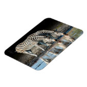 Afrika, Botswana, Okavango Delta, Davison Camp Magneet (Linkerzijde)