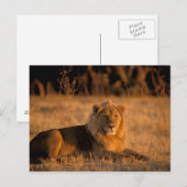 Afrika, Botswana, Okavango Delta. Leeuw (Panthera Briefkaart (Voorkant / Achterkant)