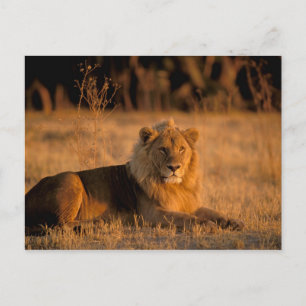 Afrika, Botswana, Okavango Delta. Leeuw (Panthera Briefkaart