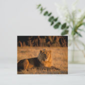 Afrika, Botswana, Okavango Delta. Leeuw (Panthera Briefkaart (Staand voorkant)