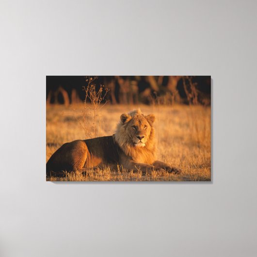 Afrika, Botswana, Okavango Delta. Leeuw (Panthera Canvas Afdruk (Voorkant)