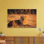 Afrika, Botswana, Okavango Delta. Leeuw (Panthera Canvas Afdruk (Insitu (Woonkamer))
