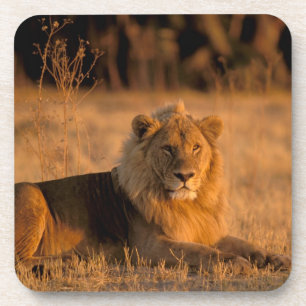 Afrika, Botswana, Okavango Delta. Leeuw (Panthera Drankjes Onderzetter
