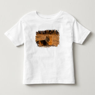Afrika, Botswana, Okavango Delta. Leeuw (Panthera Kinder Shirts