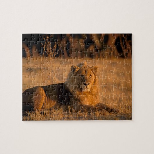 Afrika, Botswana, Okavango Delta. Leeuw (Panthera Legpuzzel (Horizontaal)
