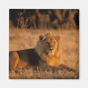 Afrika, Botswana, Okavango Delta. Leeuw (Panthera Magneet