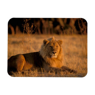 Afrika, Botswana, Okavango Delta. Leeuw (Panthera Magneet