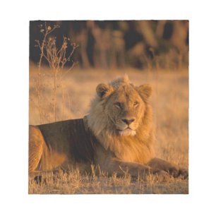 Afrika, Botswana, Okavango Delta. Leeuw (Panthera Notitieblok