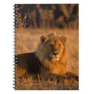 Afrika, Botswana, Okavango Delta. Leeuw (Panthera Notitieboek