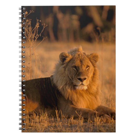 Afrika, Botswana, Okavango Delta. Leeuw (Panthera Notitieboek (Voorkant)