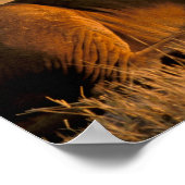Afrika, Botswana, Okavango Delta. Leeuw (Panthera Poster (Hoek)