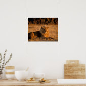 Afrika, Botswana, Okavango Delta. Leeuw (Panthera Poster (Keuken)