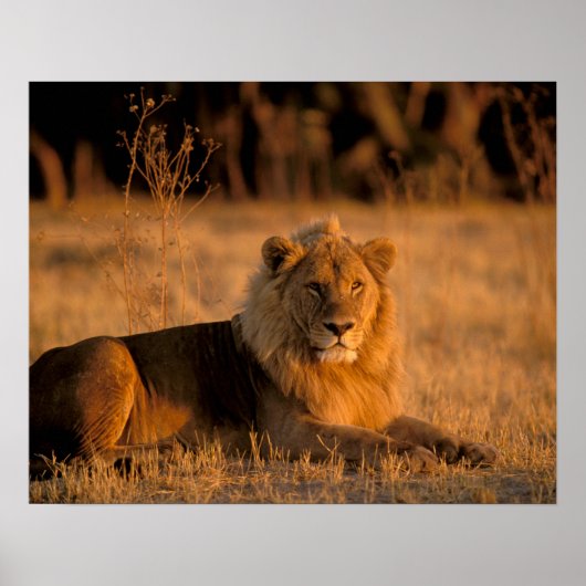 Afrika, Botswana, Okavango Delta. Leeuw (Panthera Poster (Voorkant)