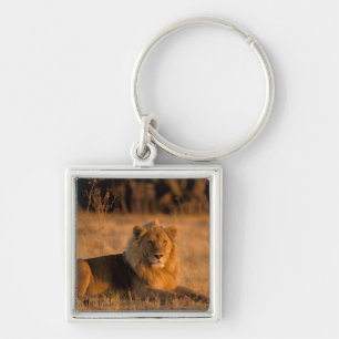 Afrika, Botswana, Okavango Delta. Leeuw (Panthera Sleutelhanger