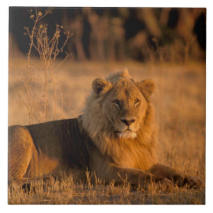 Afrika, Botswana, Okavango Delta. Leeuw (Panthera Tegeltje