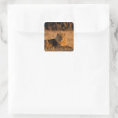 Afrika, Botswana, Okavango Delta. Leeuw (Panthera Vierkante Sticker (Tas)