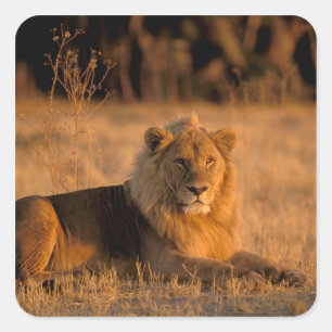 Afrika, Botswana, Okavango Delta. Leeuw (Panthera Vierkante Sticker