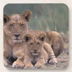 Afrika, Botswana, Okavango Delta. Leeuwen Bier Onderzetter