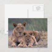 Afrika, Botswana, Okavango Delta. Leeuwen Briefkaart (Voorkant / Achterkant)