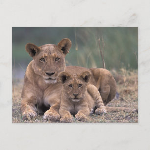 Afrika, Botswana, Okavango Delta. Leeuwen Briefkaart