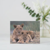 Afrika, Botswana, Okavango Delta. Leeuwen Briefkaart (Staand voorkant)