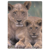 Afrika, Botswana, Okavango Delta. Leeuwen Klembord (Achterkant)