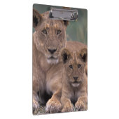 Afrika, Botswana, Okavango Delta. Leeuwen Klembord (Rechts)