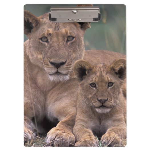 Afrika, Botswana, Okavango Delta. Leeuwen Klembord (Voorkant)