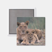 Afrika, Botswana, Okavango Delta. Leeuwen Magneet (Voorkant / Achterkant)