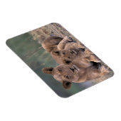 Afrika, Botswana, Okavango Delta. Leeuwen Magneet (Rechterzijde)