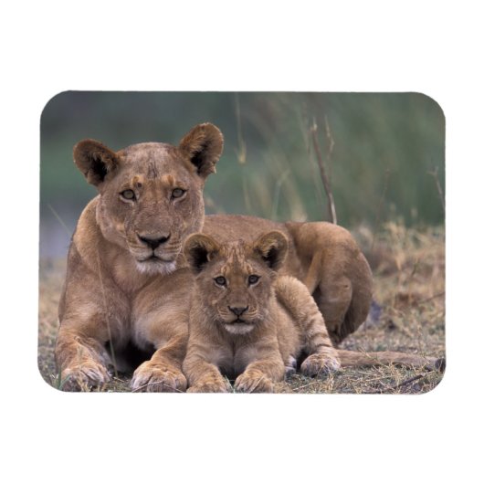Afrika, Botswana, Okavango Delta. Leeuwen Magneet (Horizontaal)