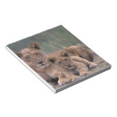 Afrika, Botswana, Okavango Delta. Leeuwen Notitieblok (Schuin)