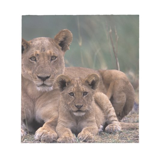 Afrika, Botswana, Okavango Delta. Leeuwen Notitieblok (Voorkant)