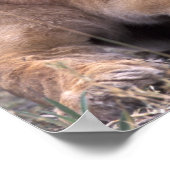 Afrika, Botswana, Okavango Delta. Leeuwen Poster (Hoek)