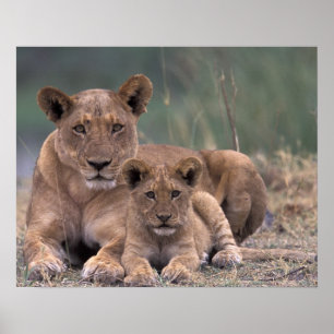 Afrika, Botswana, Okavango Delta. Leeuwen Poster